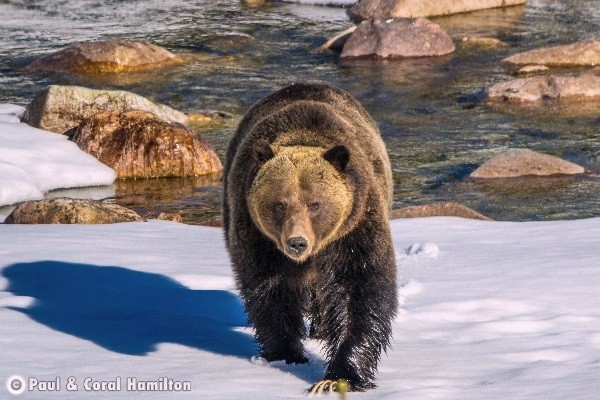 Banff Wildlife During July
